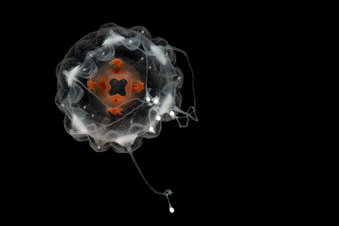 Deep-Water Jellyfish (Atorella cf octogonos)