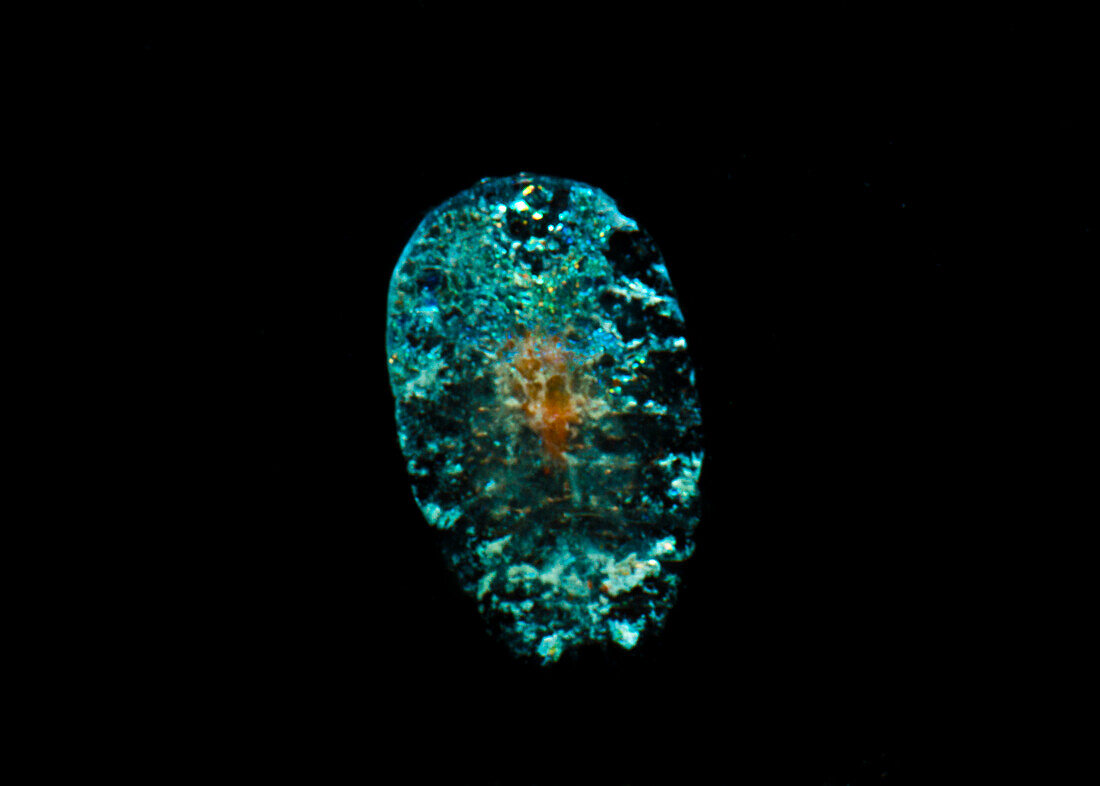 Sea Sapphire Copepods