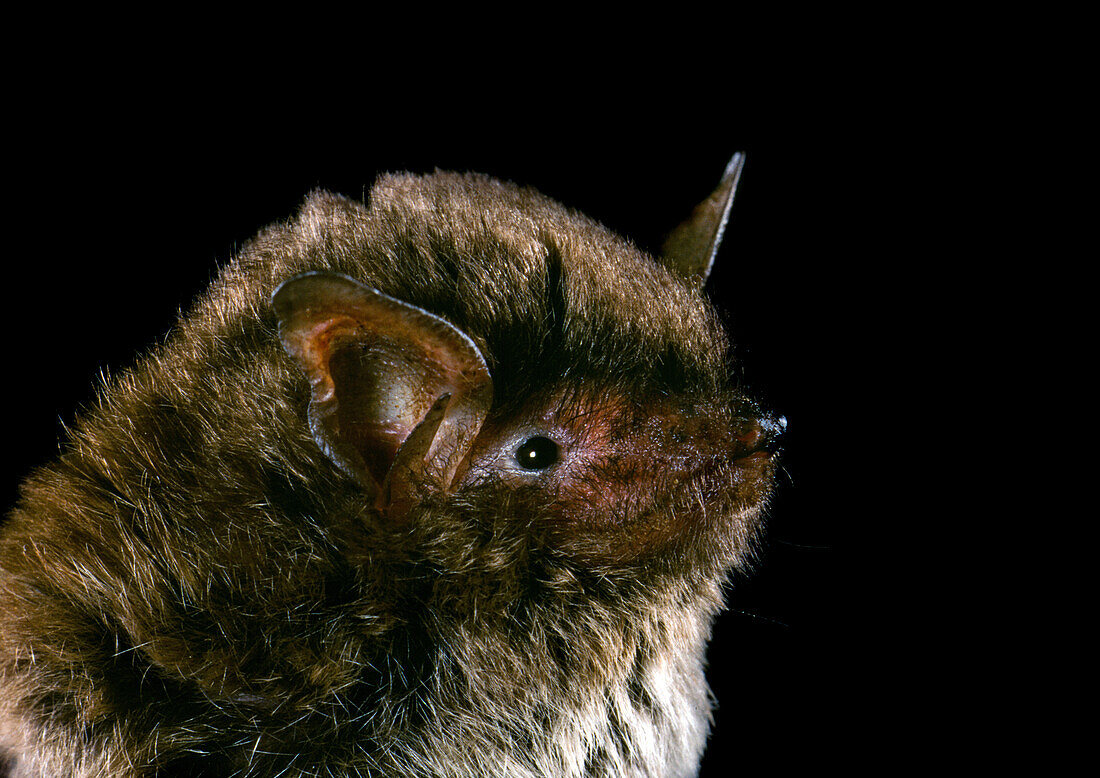 Southeastern Myotis (Myotis austroriparius)