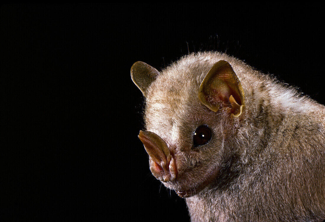 Hairy big-eyed bat (Chiroderma villosum)