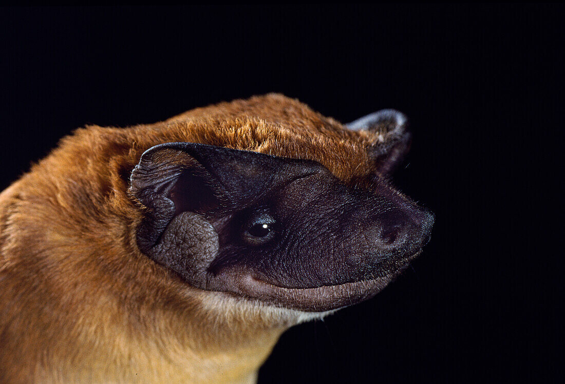 Dwarf bonneted bat (Eumops bonariensis)