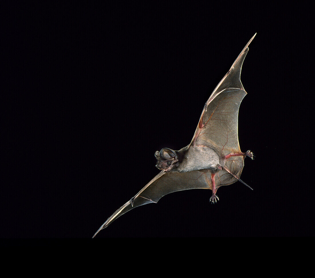 Wagner's bonneted bat (Eumops glaucinus)