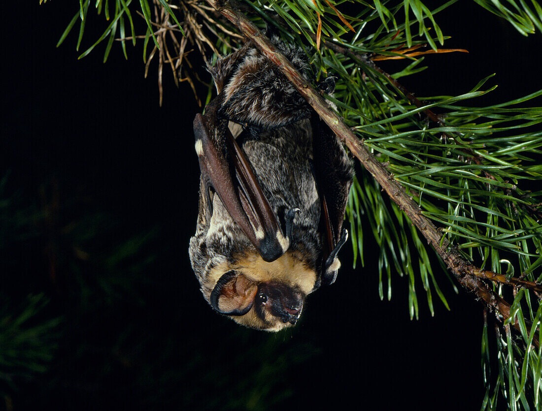 Hoary Bat (Lasiurus cinereus)
