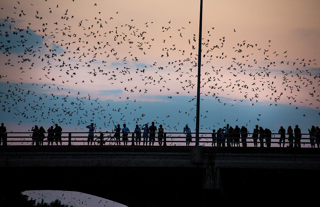Free-tailed bat Emergence in Austin TX