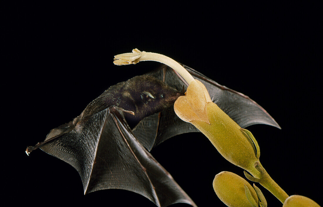 Underwood's long-tongued bat
