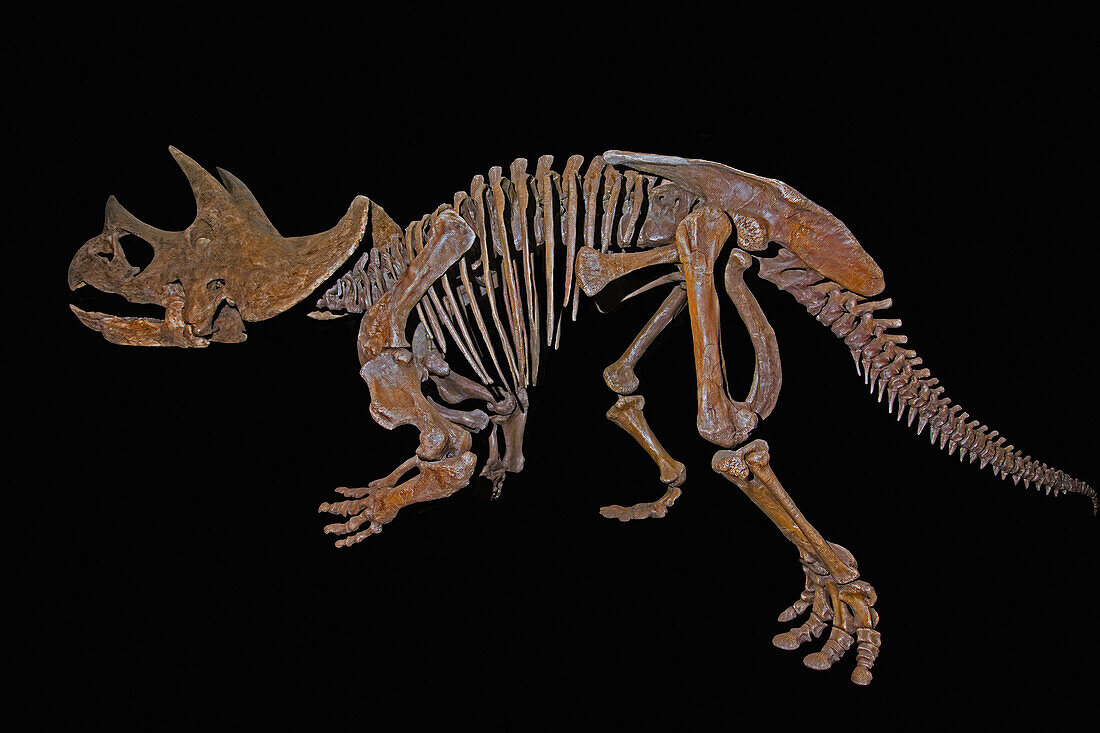 Triceratops prorsus