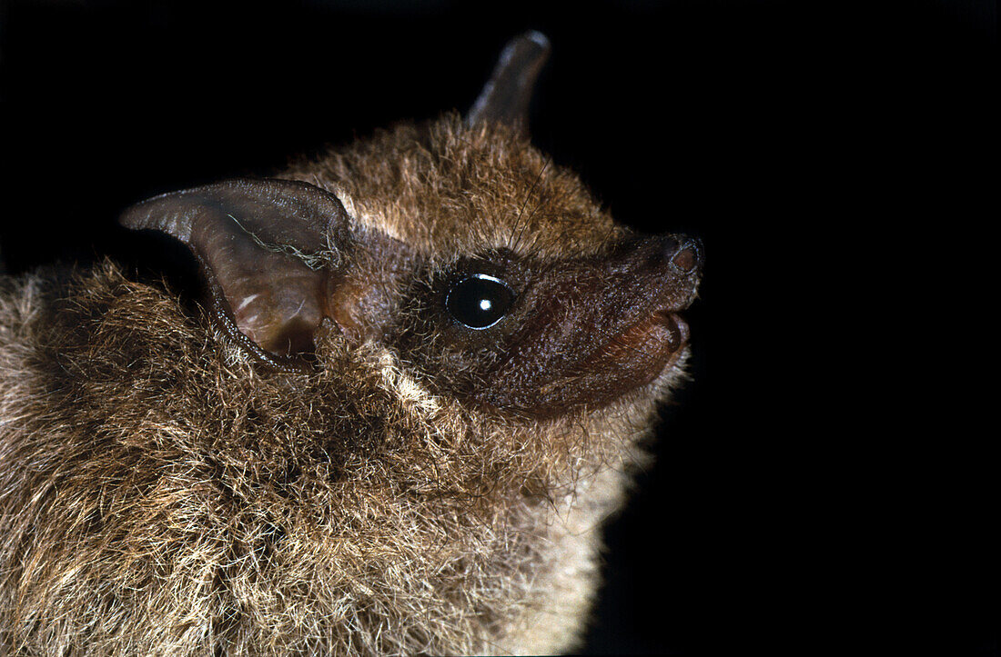 Frosted sac-winged bat (Saccopteryx canescens)