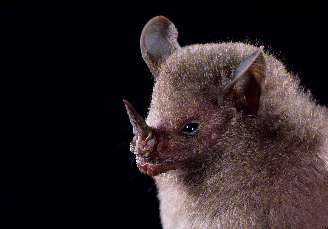 Dwarf little fruit bat (Rhinophylla pumilio)