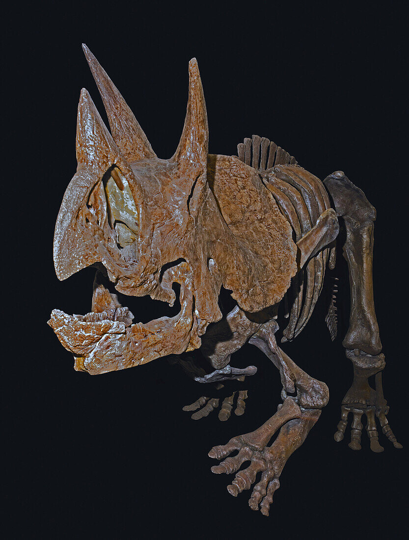 Triceratops prorsus