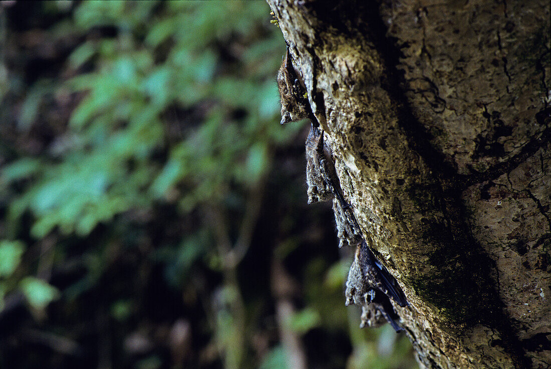 Proboscis bats, Rhynchonycteris naso