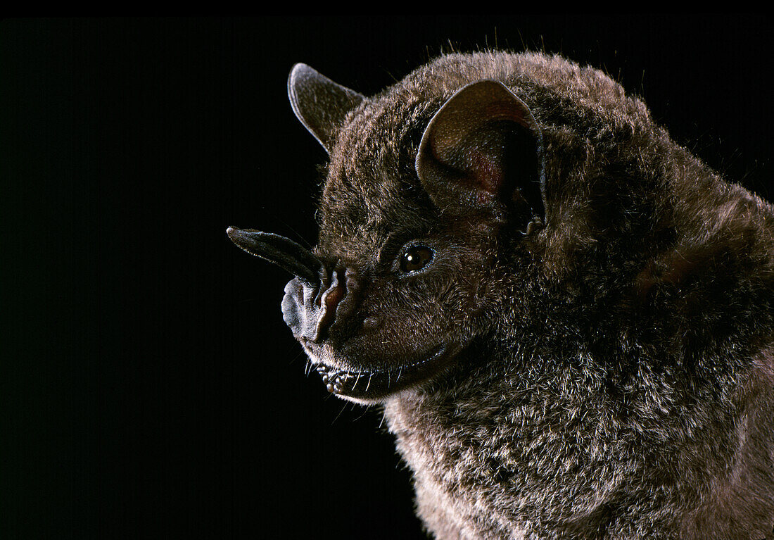 Dark fruit-eating bat (Artibeus obscurus)