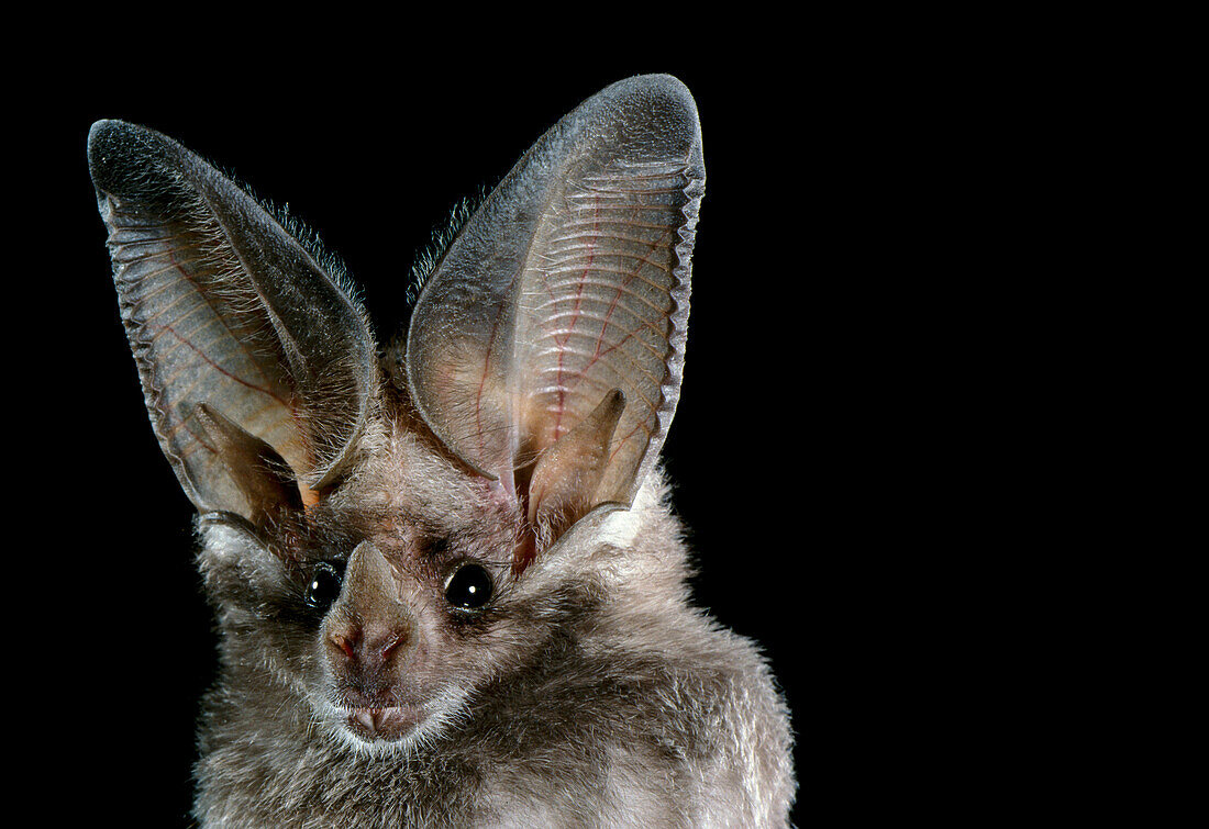 California leaf-nosed bat (Macrotus californicus)