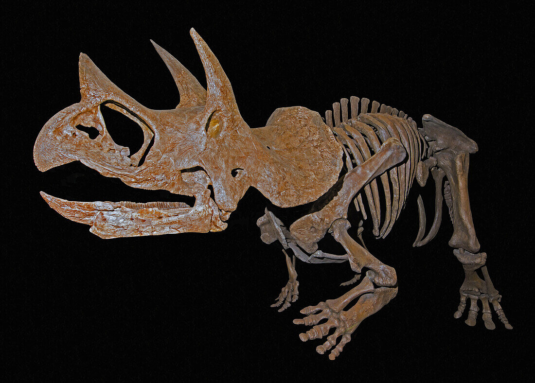 Triceratops prorsus