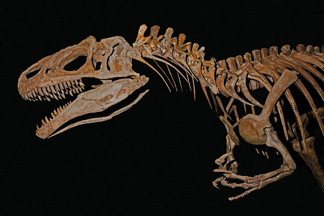 Allosaurus fragilis