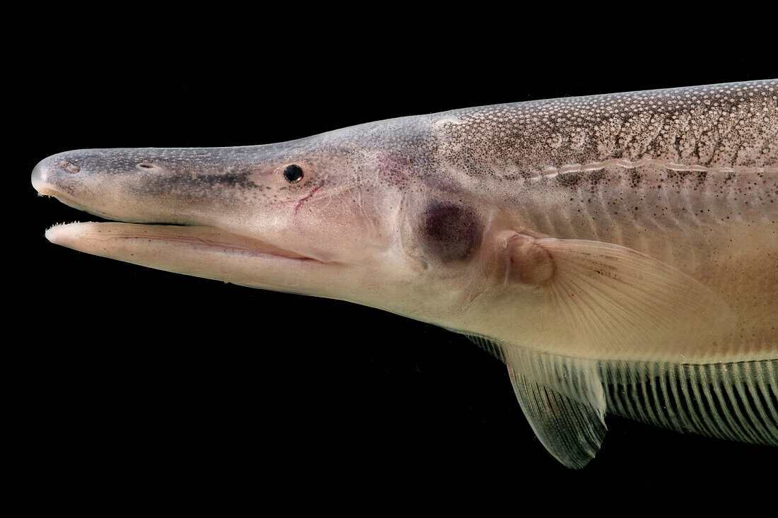 Knifefish (Kompsaria samueli)