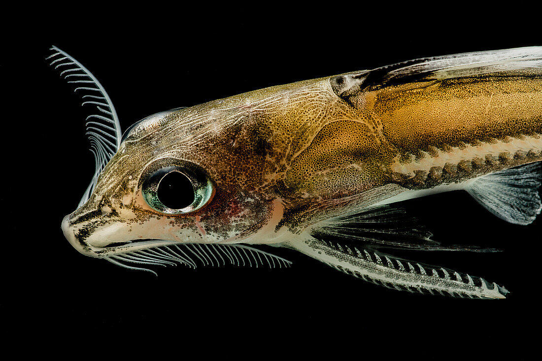 Thorny Catfish (Nemadoras trimaculatus)