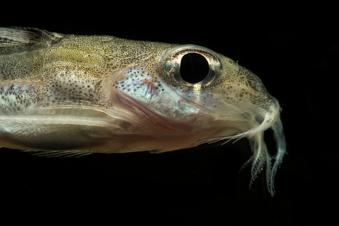 Thorny Catfish (Nemadoras sp.)
