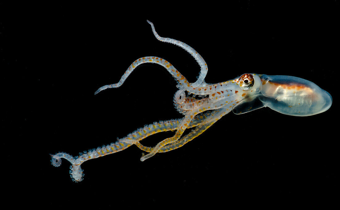 Lilliput Longarm Octopus (Macrotritopus delfilippi)