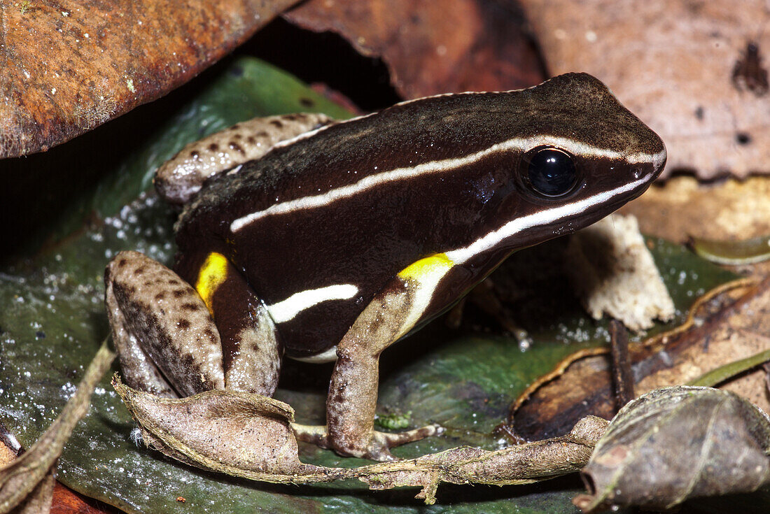 Brilliant-thighed Poison Frog (Ameerega femoralis)