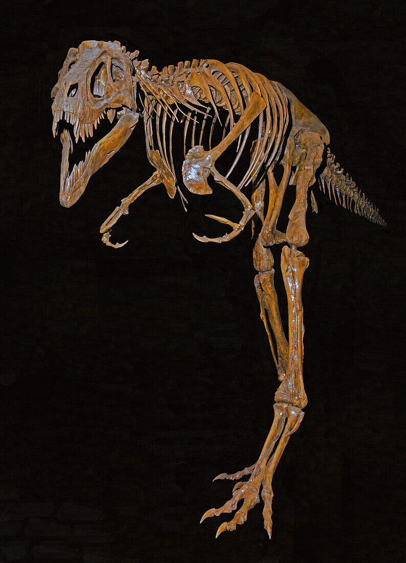 Juvenile Tyrannosaurus rex