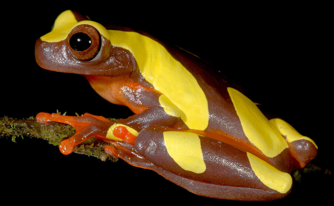 Clown Tree frog (Dendropsophus reticulatus)