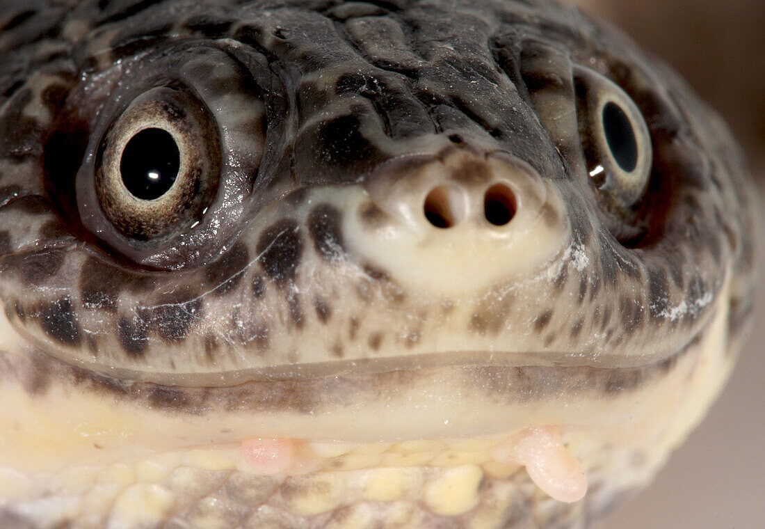 Lesser Toad-headed Turtle (Mesoclemmys gibba)