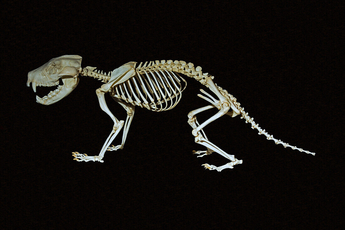 Tasmanian Devil Skeleton