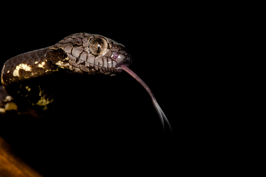 Neotropical Snail-eater (Dipsas indica)
