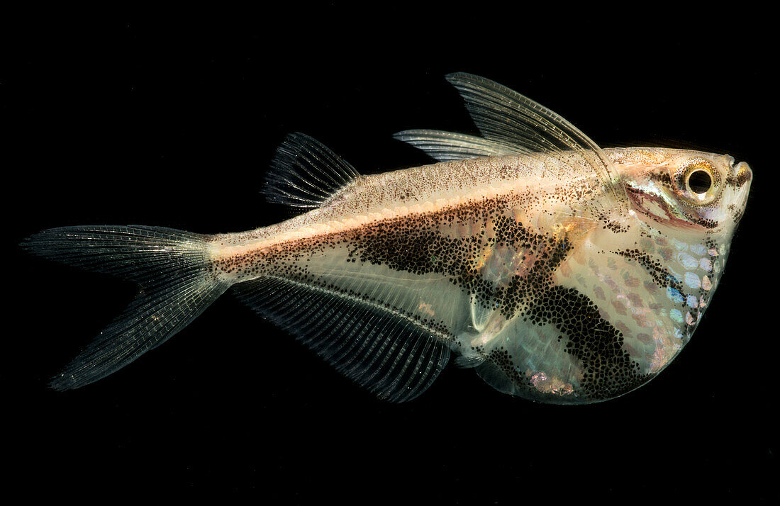 Marbled Hatchetfish (Carnegiella strigata
