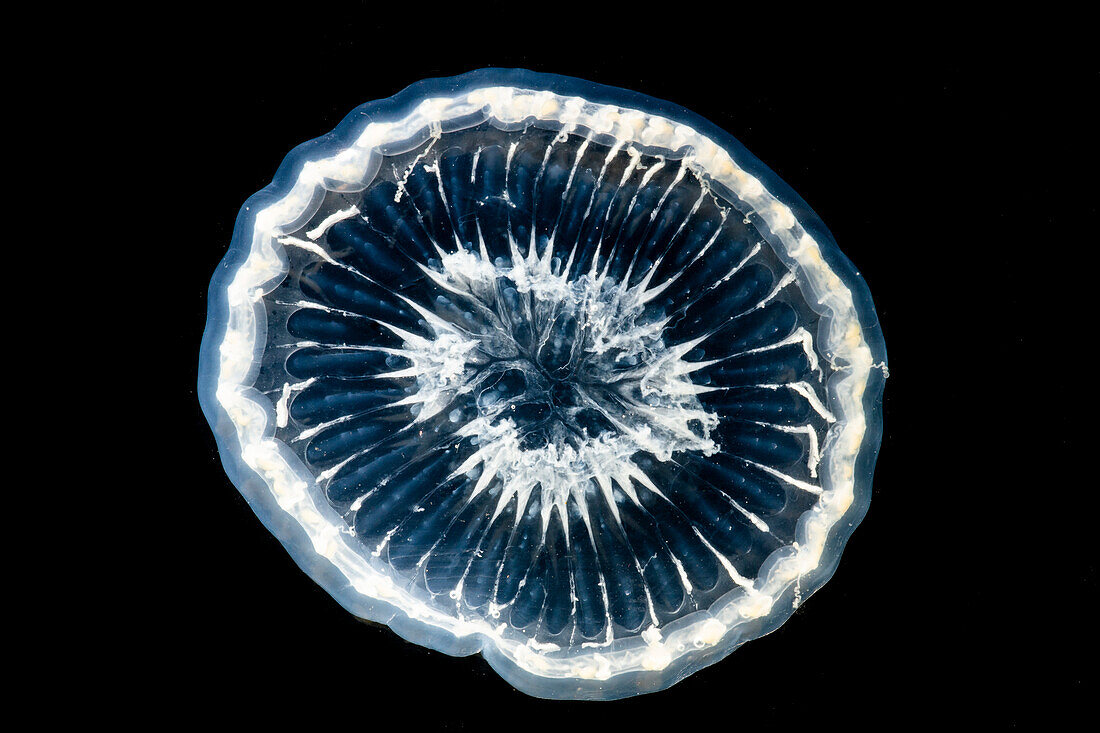 Deep-Water Bioluminescent Jellyfish