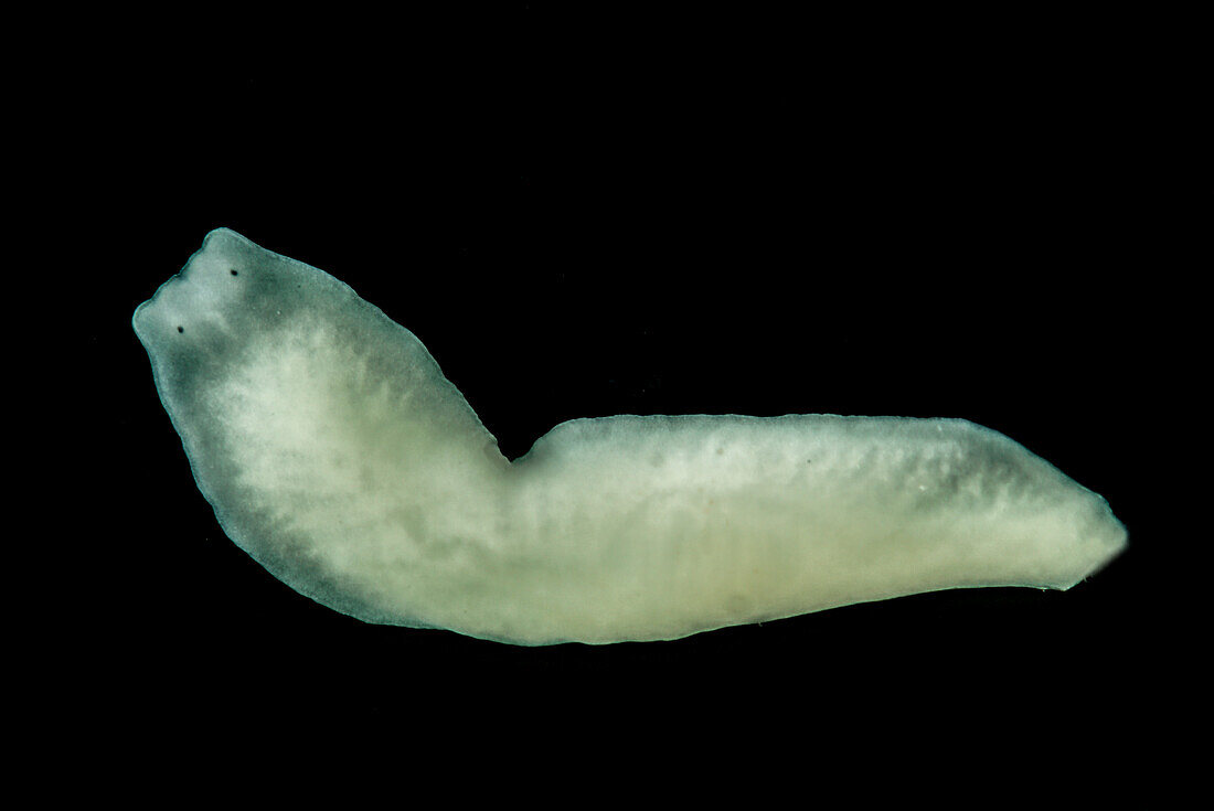 Groundwater Inhabiting Flatworm (Dendrocoelum sp.)