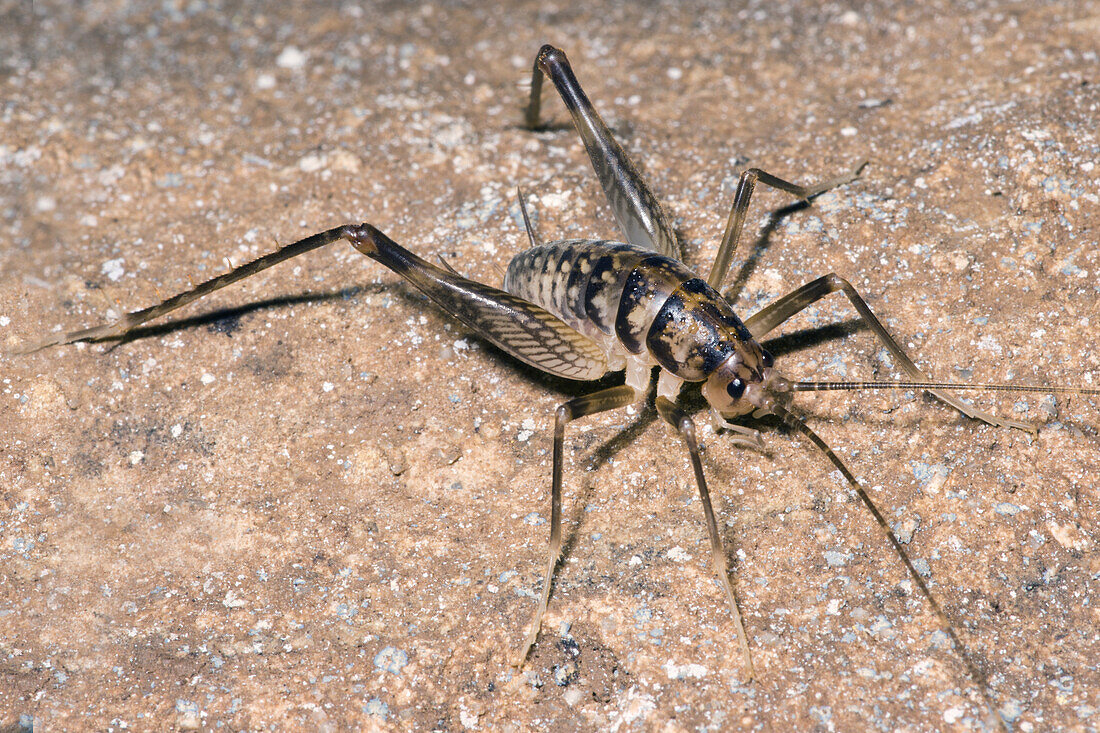 Cave crickets (Ceuthophilus sp.)