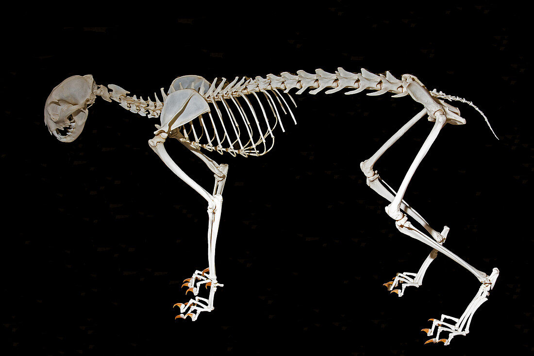 Lynx Skeleton