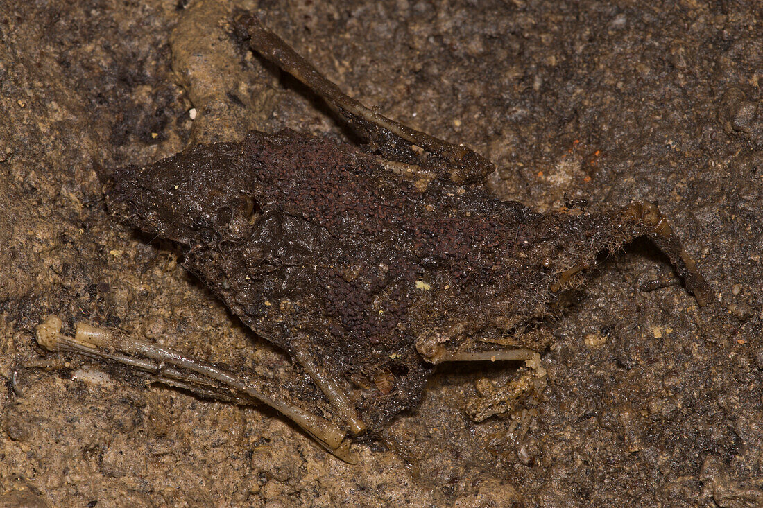Tricolor Bat (Perimyotis subflavus)