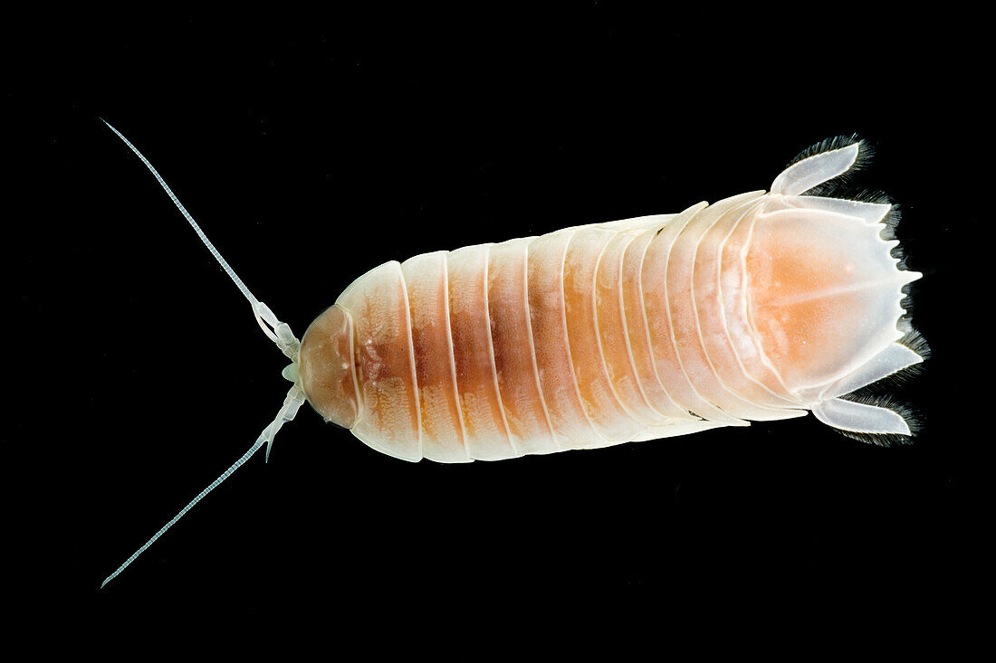 Deep-water Isopod