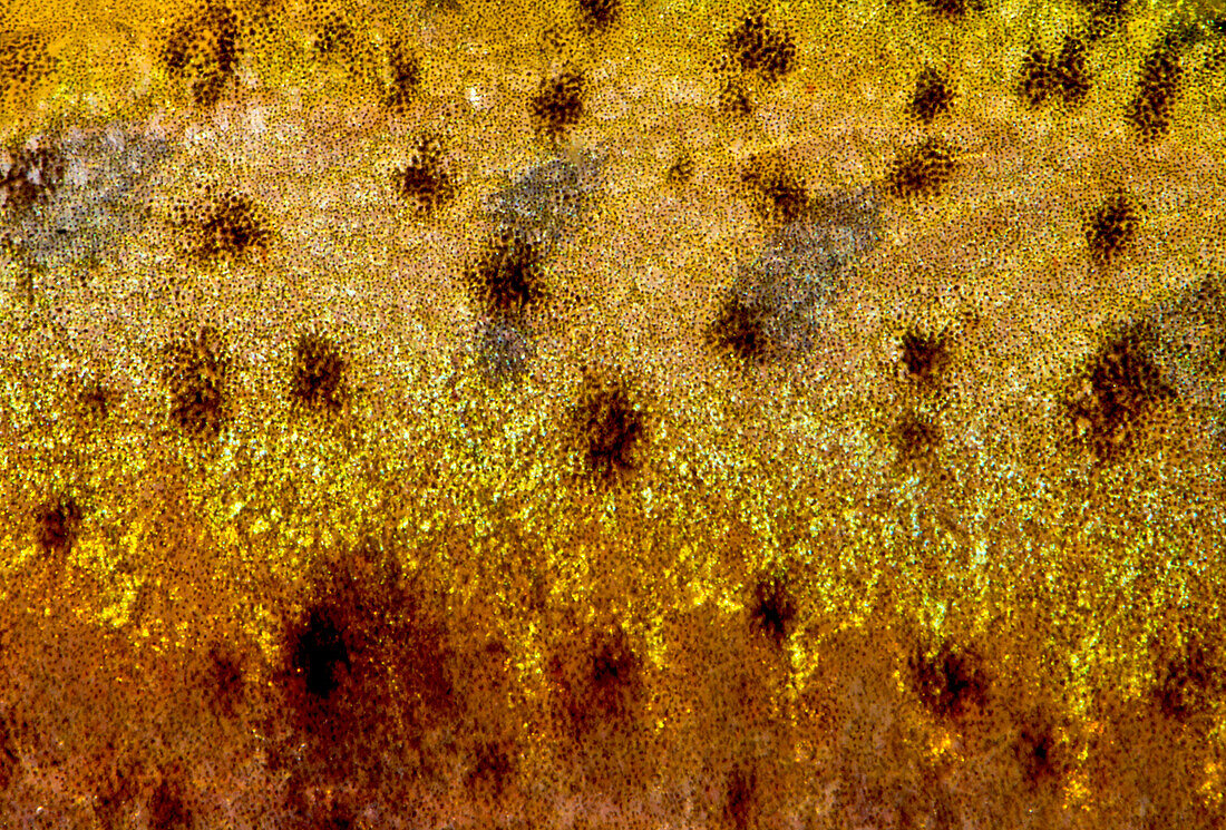 Many-spotted Golden Line Barbel (Sinocyclecheilus multipunctatus)
