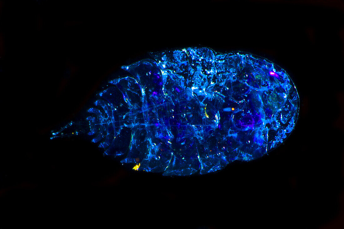 Sea Sapphire Copepods