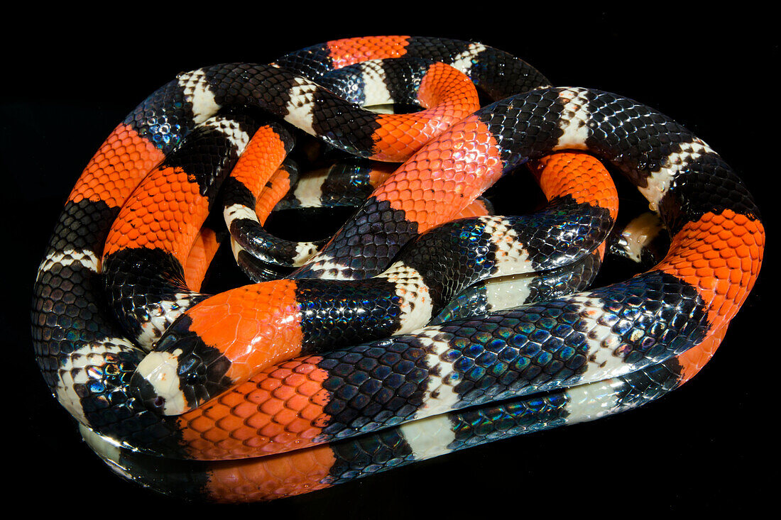South American Coral snake (Micrurus lemniscatus)