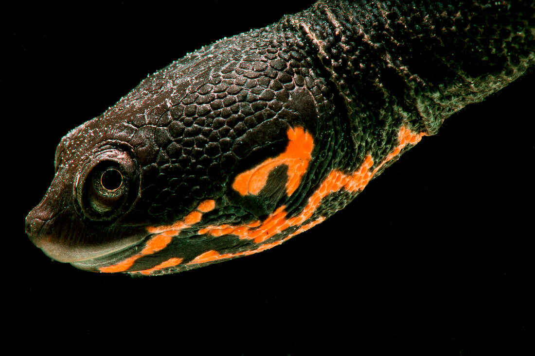 Hatchling Timor Island Snake Neck Turtle (Chelodina timorensis