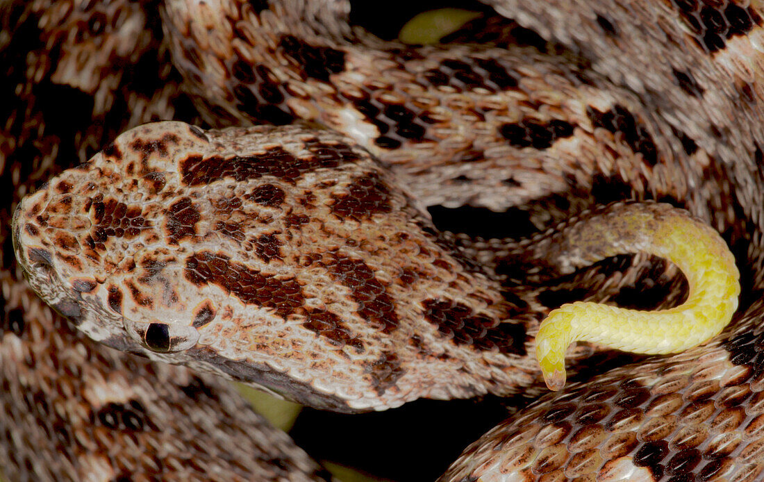 Fer-de-Lance (Bothrops atrox)