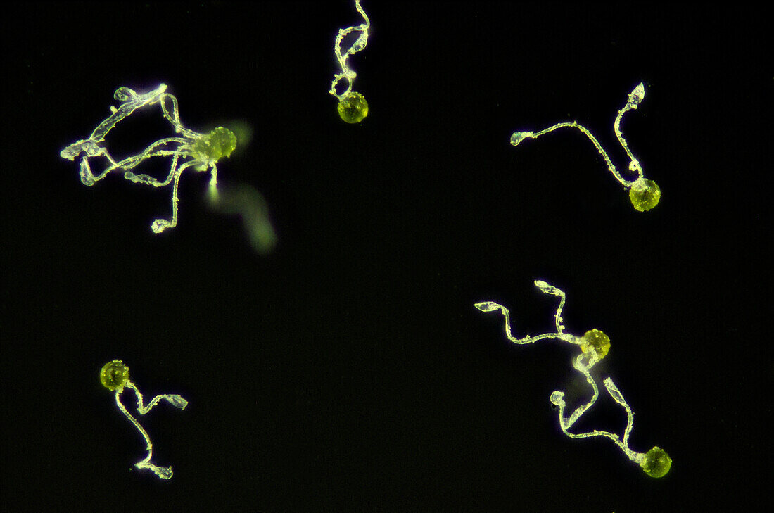 Equisetum Spores, Polarized Micrograph