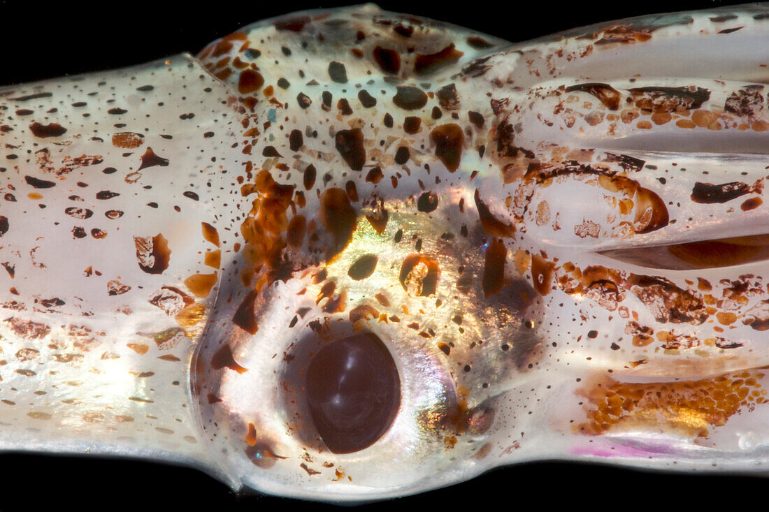 Jewel Enope Squid, Pyroteuthis margaritifera