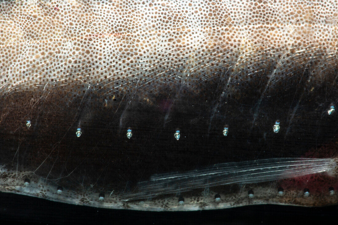 Tan Bristlemouth (Cyclothone pallida)
