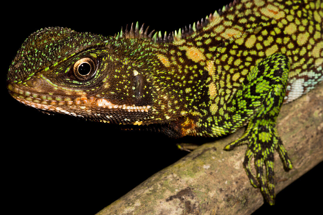 Amazon Wood Lizard (Enyalioides laticeps)