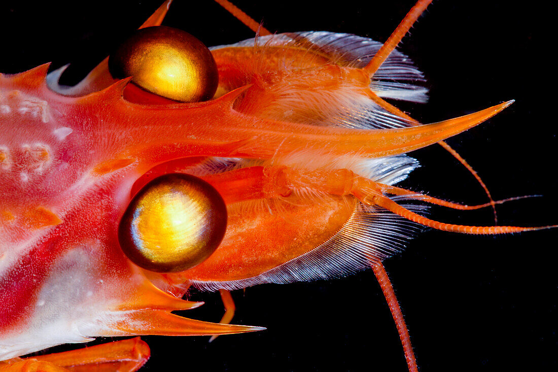Deep Sea Shrimp (Glyphocrangon sp.)