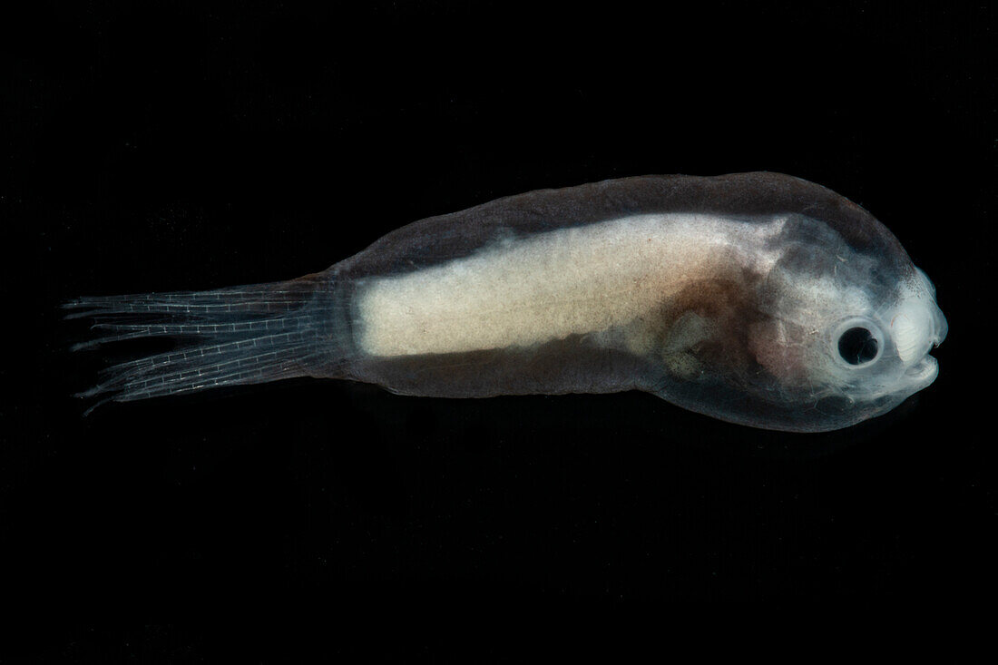 Larval Male Anglerfish