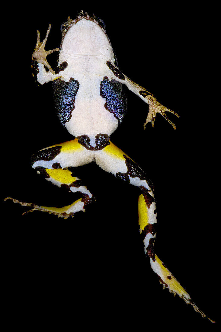 Eyebrow Frog (Edalorhina perezi)
