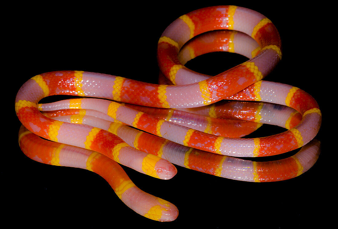 Albino Texas Coral Snake (Micrurus tener)