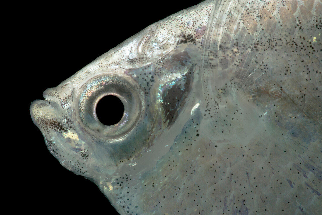 Spotfin Hatchetfish (Thoracocharax stellatus)