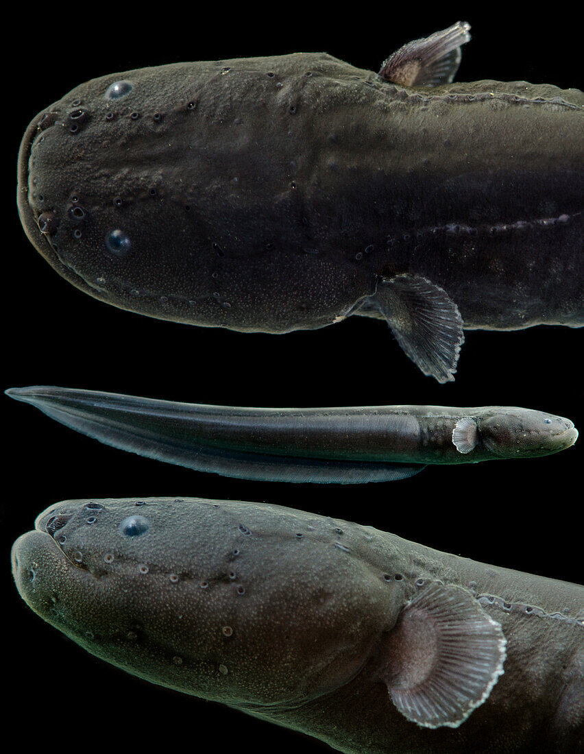 Electric Eel (Electrophorus electricus)